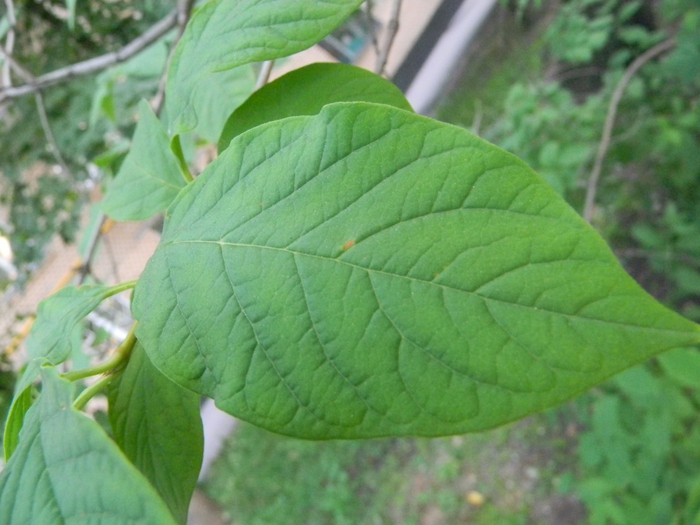 3014304_DSCN1597 (700x525, 249Kb)