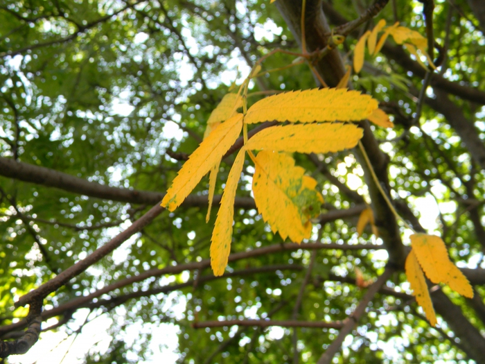 3014304_DSCN1603 (700x525, 332Kb)