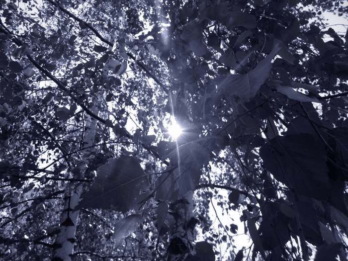3014304_DSCN1613 (700x525, 336Kb)