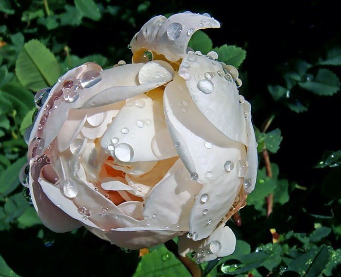 0_2e9db_d0172f22_XL (700x568, 91Kb)