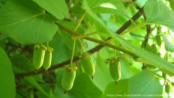 DSC02404 (700x393, 200Kb)