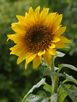  A_sunflower (525x700, 398Kb)