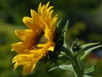  sunflowers-petals-pollen-yellow (700x525, 48Kb)