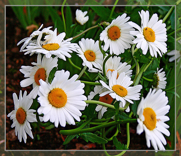 __1_~1 (600x517, 193Kb)