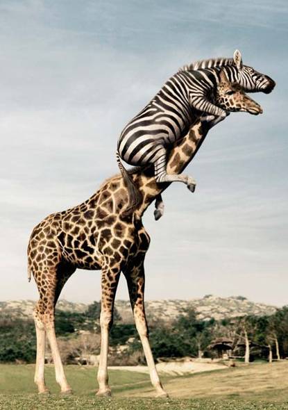 animals_10 (415x590, 34Kb)