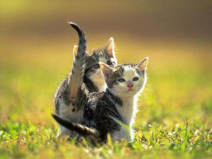 cat_wallpaper_006_1024 (700x525, 106Kb)