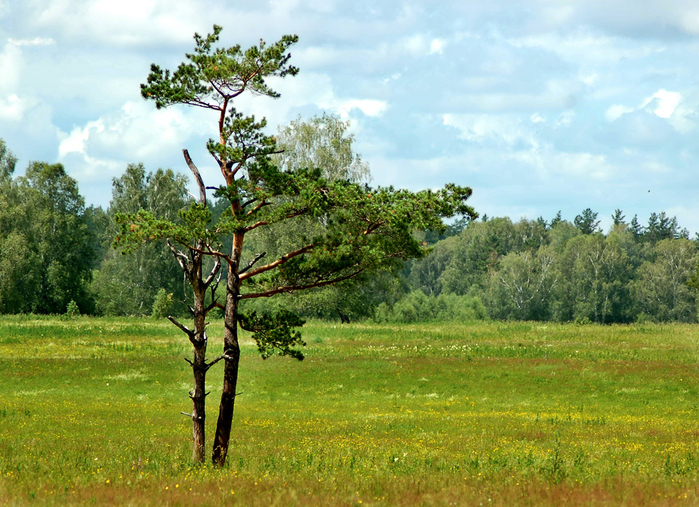 3392780_DSC_8834 (700x507, 455Kb)