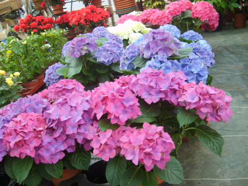 hortensia_couleur1 (500x375, 281Kb)