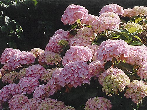 Hydrangea_macrophylla1 (500x375, 76Kb)