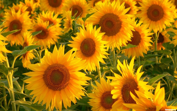 2795685_990 (700x437, 281Kb)