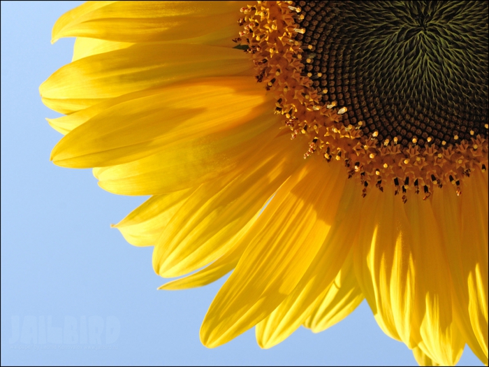 2795685_Jailbird_Ru_0204 (700x525, 261Kb)