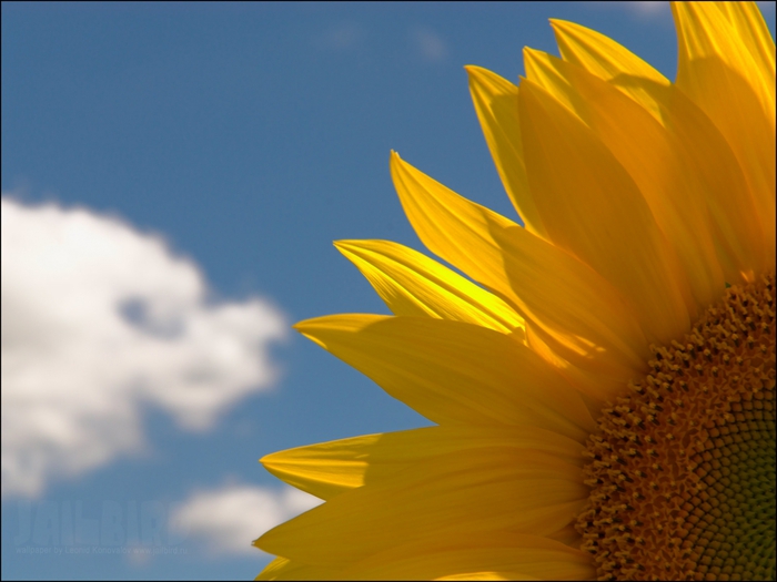 2795685_Jailbird_Ru_0213 (700x525, 197Kb)