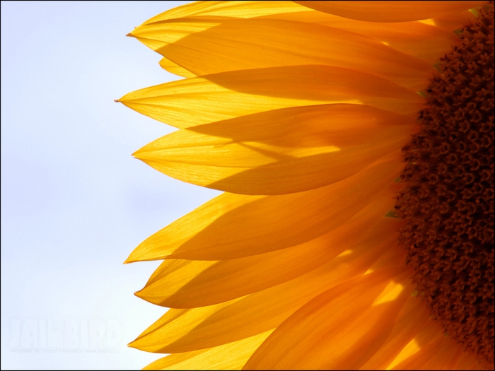 2795685_Jailbird_Ru_0227 (700x525, 217Kb)