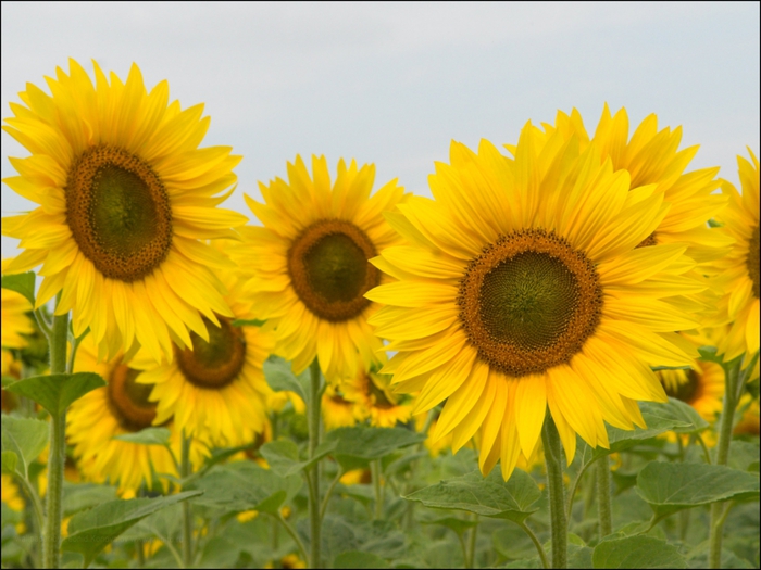 2795685_Jailbird_Ru_0234 (700x525, 260Kb)