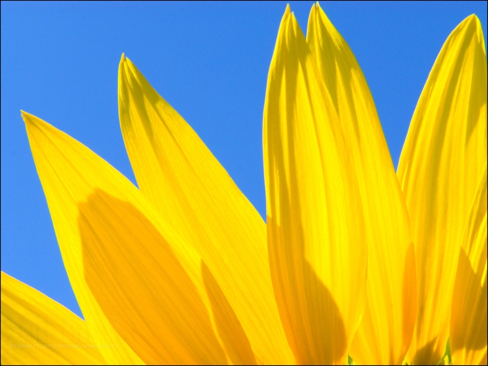 2795685_Jailbird_Ru_0239 (700x525, 217Kb)