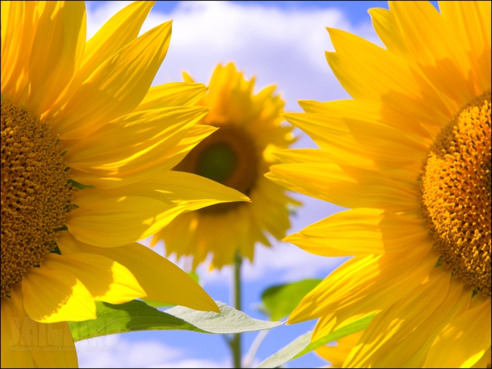 2795685_Jailbird_Ru_0247 (700x525, 256Kb)