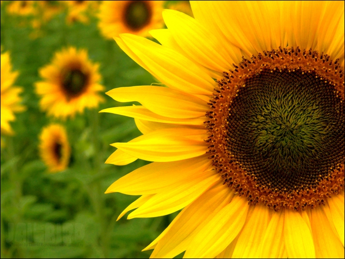 2795685_Jailbird_Ru_0315 (700x525, 296Kb)