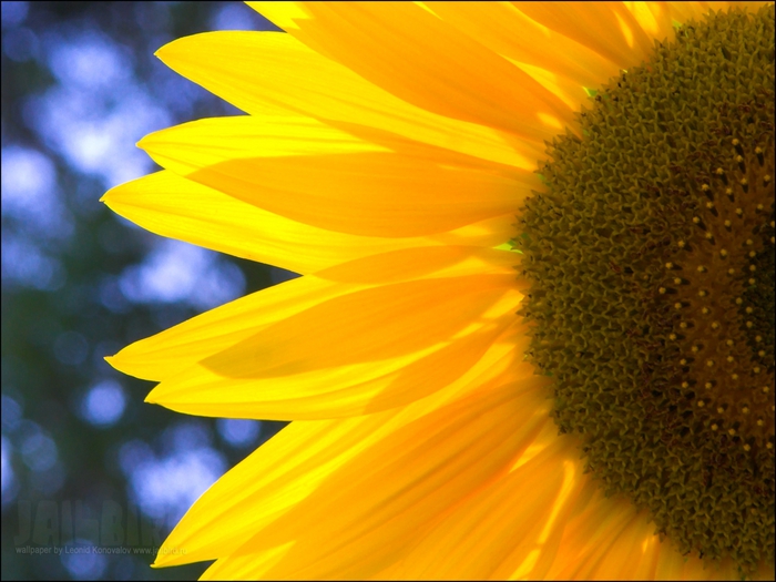 2795685_Jailbird_Ru_0357 (700x525, 253Kb)