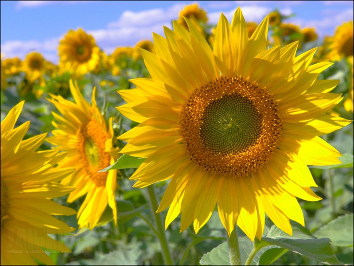 2795685_Jailbird_Ru_0373 (700x525, 288Kb)
