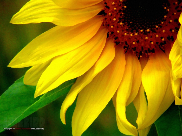 2795685_Jailbird_Ru_0962 (700x525, 276Kb)
