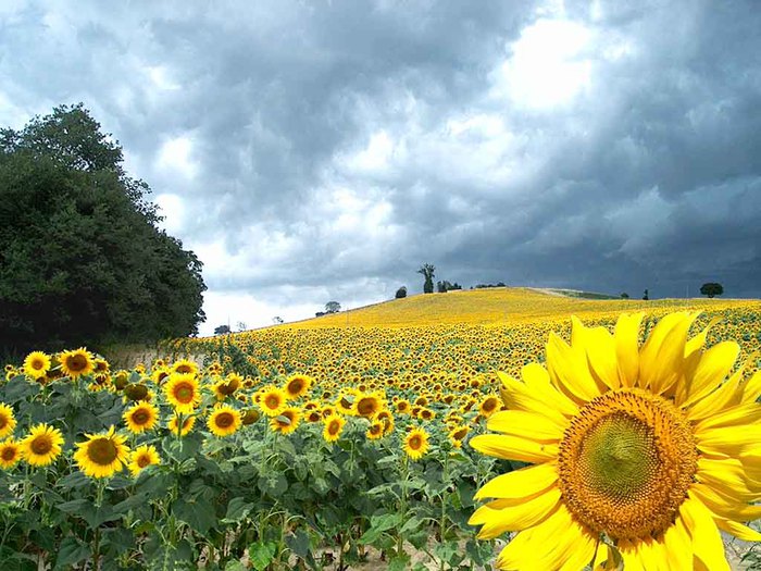 2795685_sunflowers2_1024 (700x525, 106Kb)