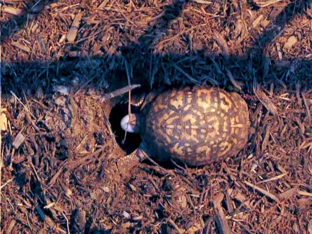 Turtle-Eggs-2-1m (640x480, 113Kb)