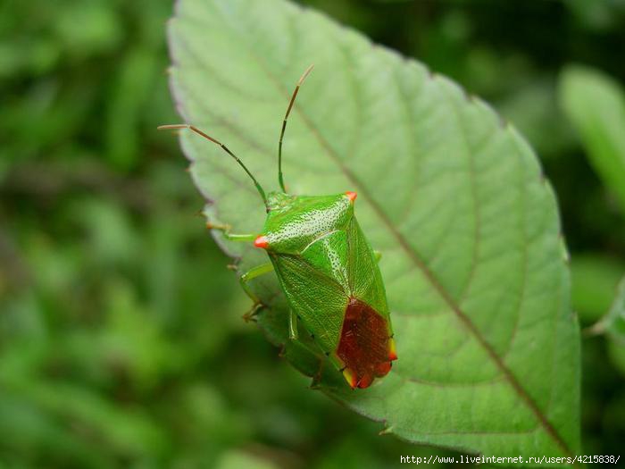 Acanthosoma_labiduroides_female01 (700x525, 115Kb)