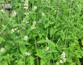 herb_030 (350x272, 67Kb)