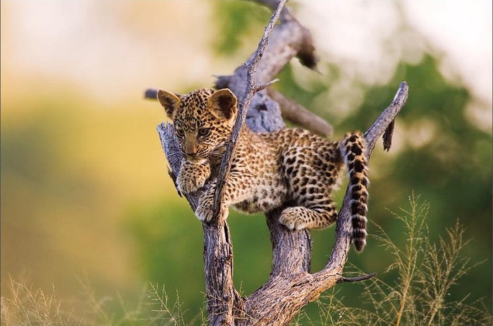 1234711925_nature-photography-03 (700x462, 80Kb)