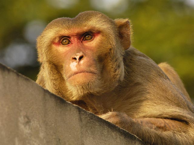 1389594_20110707153407 (640x480, 47Kb)