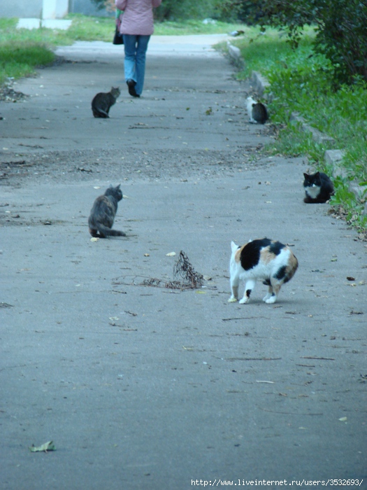 DSC00550 (525x700, 238Kb)