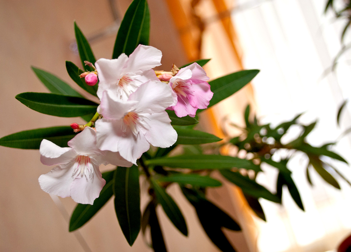   /3096960_DSC_0277 (700x501, 263Kb)