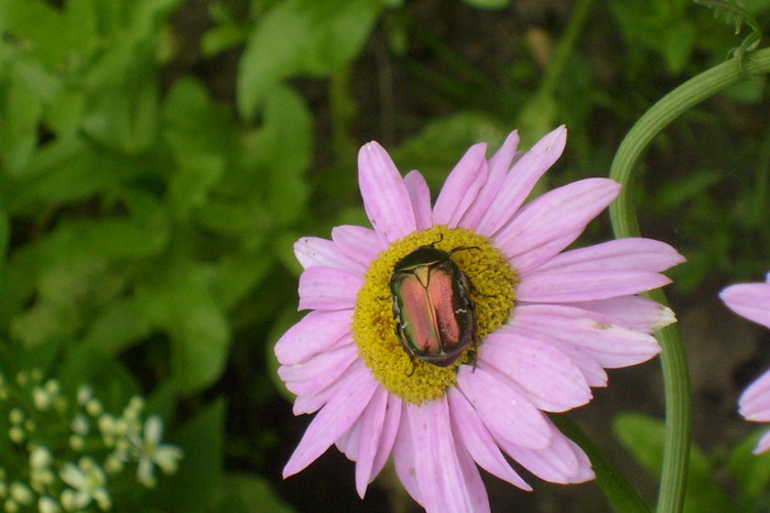 S6301843 (700x466, 88Kb)