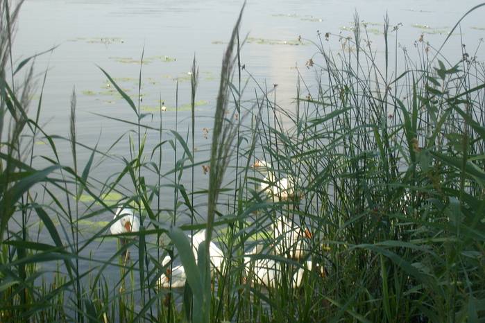S6301962 (700x466, 213Kb)