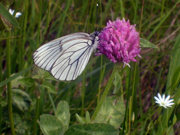 S6303028_picnik (700x525, 107Kb)