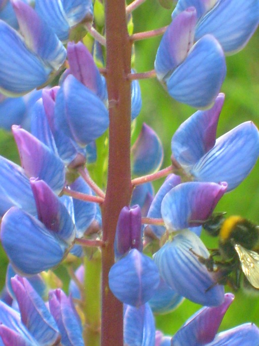 S6303035_picnik (524x700, 91Kb)