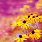 100 (150x150, 41Kb)