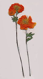 f_19090936 (140x256, 36Kb)