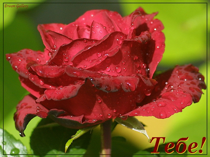 tebe1 (700x524, 254Kb)