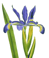 iris (197x233, 18Kb)