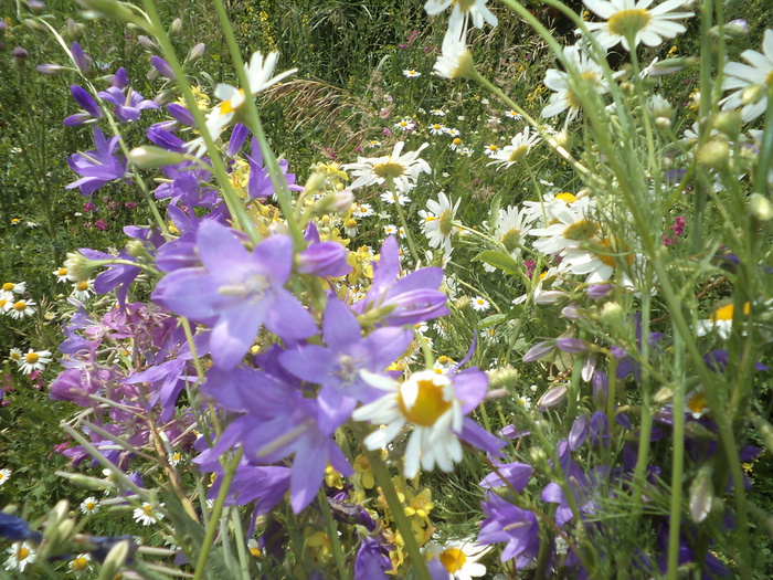 DSC01170 (700x525, 246Kb)