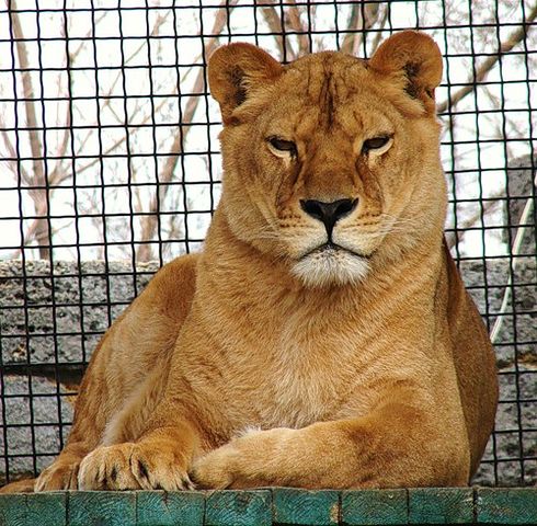 getImage (490x480, 76Kb)