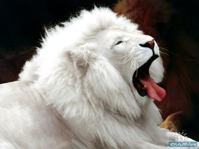 getImage (640x480, 39Kb)