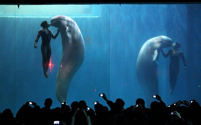 animals-4 (700x436, 94Kb)