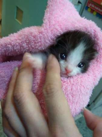 1310616172_1309378386_1309339532_animals_19 (337x450, 15Kb)