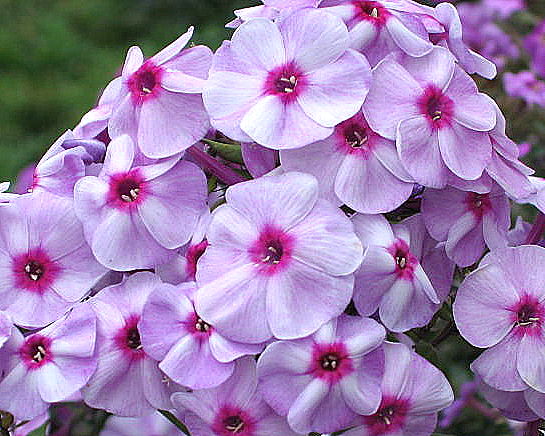 photo16 (700x526, 68Kb)