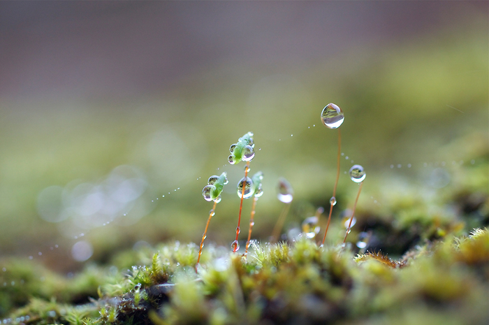 14101 (700x465, 230Kb)