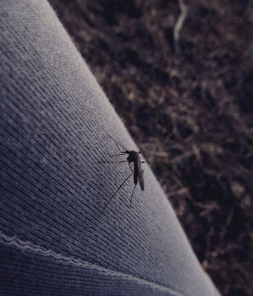 tumblr_lk68uxS6zd1qdm39yo1_500_large (500x584, 114Kb)