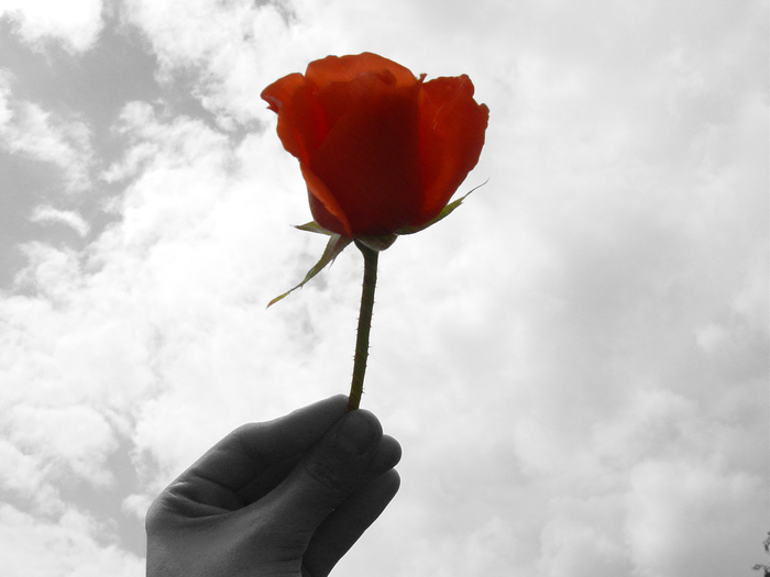 Desaturated_Rose (700x525, 139Kb)
