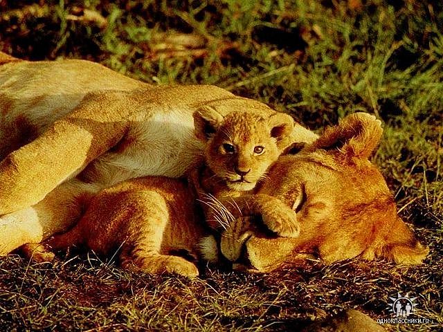 getImage (640x480, 98Kb)